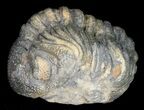 Partially Barrandeops (Phacops) Trilobite #11269-1